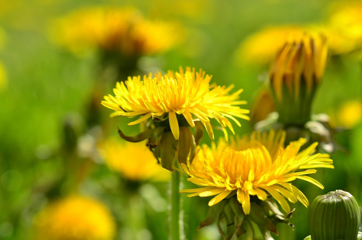 The Most Successful PlantsFun Facts Revealed About Dandelions